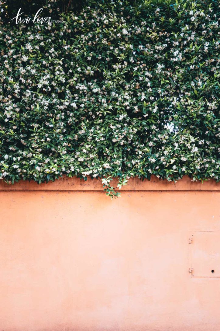 An orange wall with a wall of flowers 
