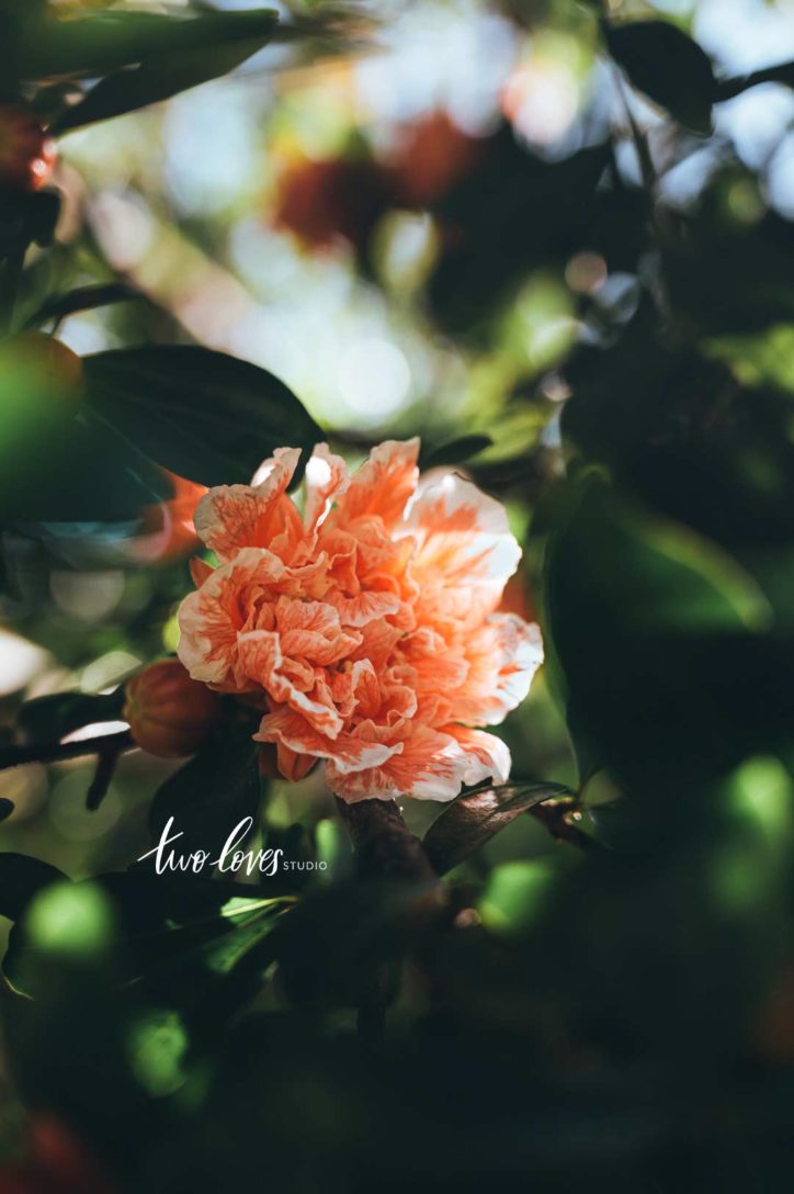 Photo of a sort orange flower.