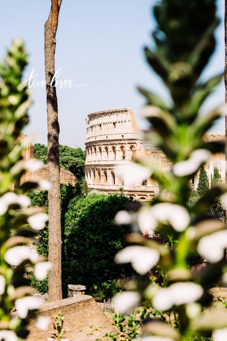 Photo of the roman coliseum in a background between two green trees.