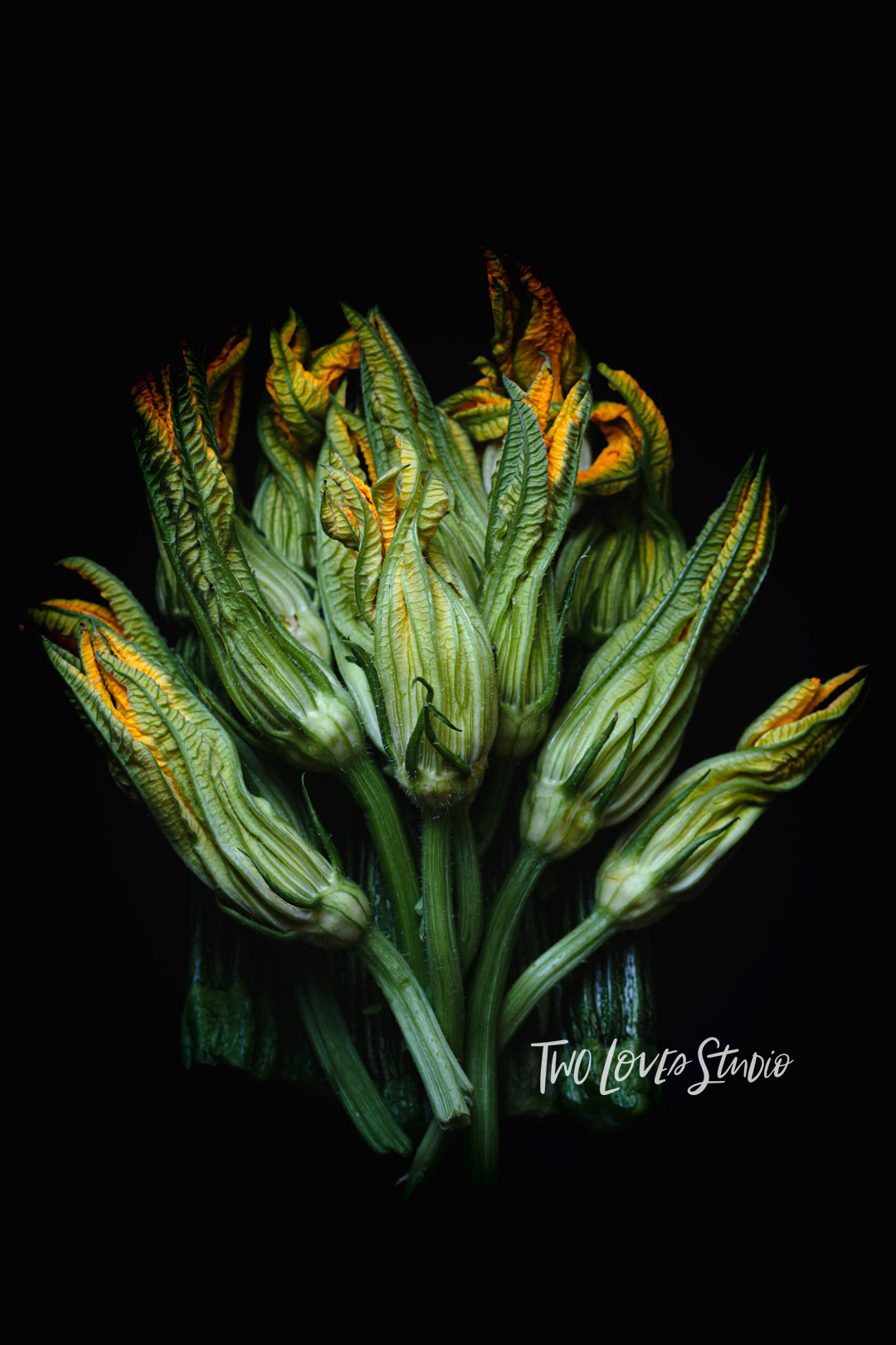 bright zucchini flowers with a dark black background.